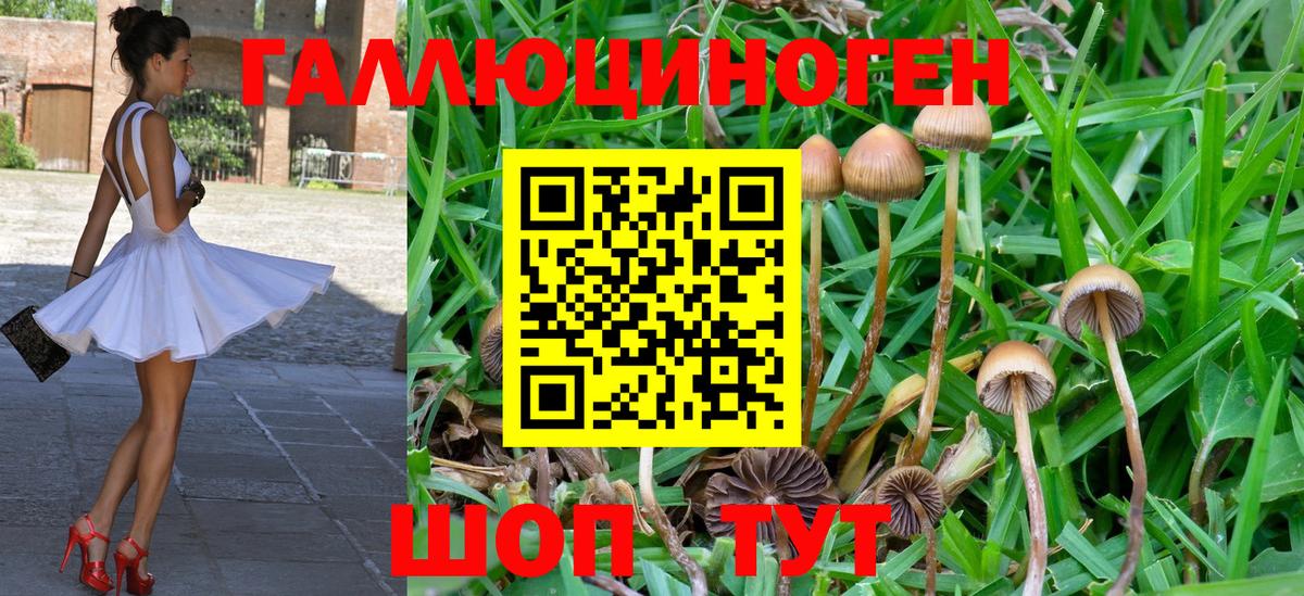 Галлюциногенные грибы Psilocybe Рославль